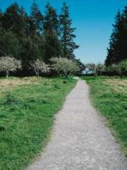 The Apothecaryapos;s