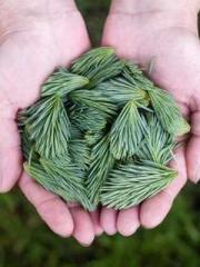 One Night of Indulge