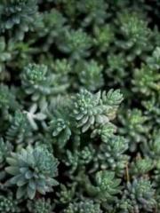 Dangerously Close to