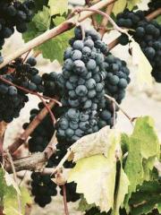 The Wife of My Heart