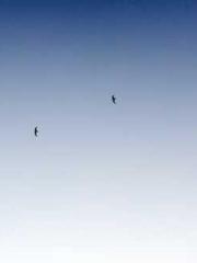 Bodhisattva of Compa