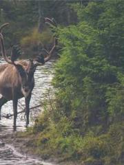 First Era, Dragon Lo